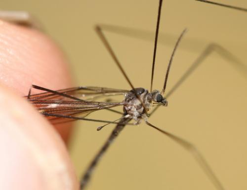 Dolichopeza albipes